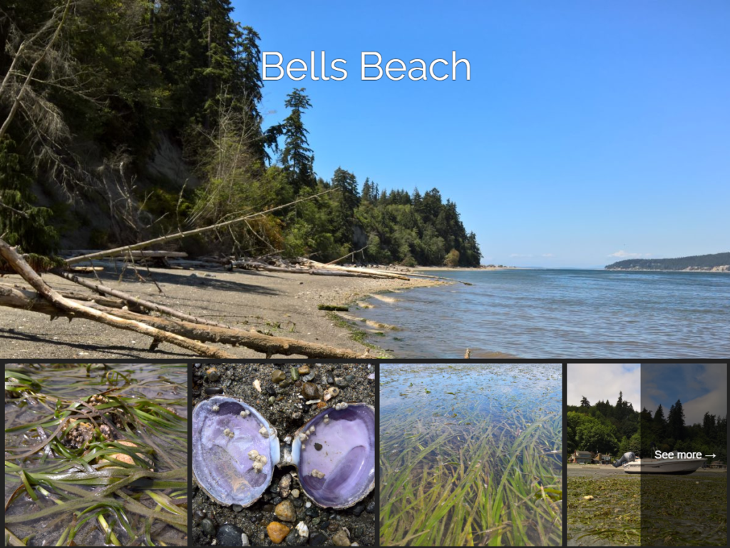 Arbutus theme screenshot showing "Bells Beach" text over a large image with a gallery of small square images.
