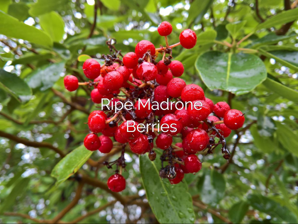 Arbutus theme screenshot showing "Ripe Madrone Berries" text over a full-screen image.